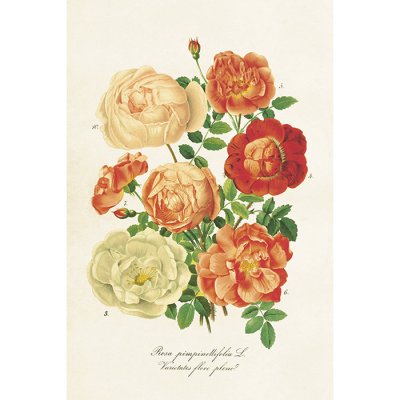 Vintage Post card Roses orange